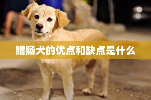 臘腸犬的優點和缺點是什么