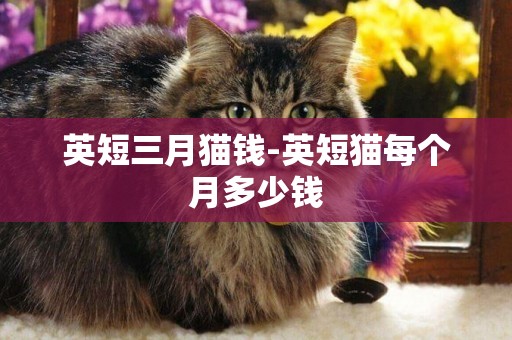 英短三月貓錢-英短貓每個月多少錢
