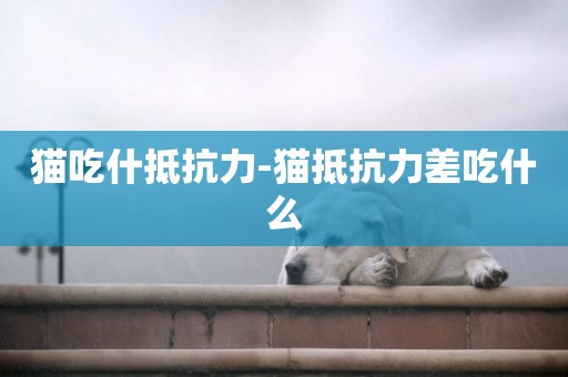 貓吃什抵抗力-貓抵抗力差吃什么