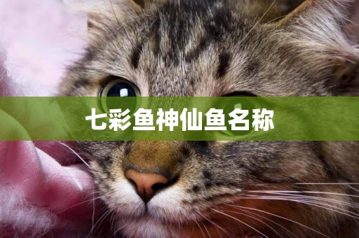 七彩魚神仙魚名稱
