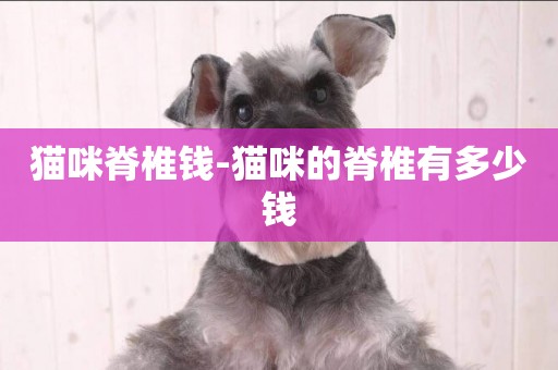 貓咪脊椎錢-貓咪的脊椎有多少錢