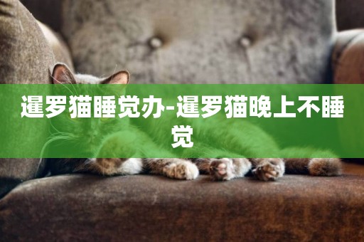 暹羅貓睡覺辦-暹羅貓晚上不睡覺
