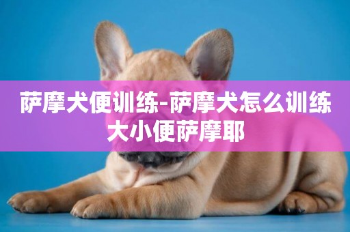 薩摩犬便訓練-薩摩犬怎么訓練大小便薩摩耶