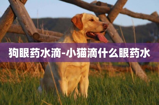 狗眼藥水滴-小貓滴什么眼藥水