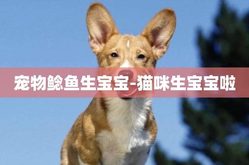 寵物鯰魚生寶寶-貓咪生寶寶啦