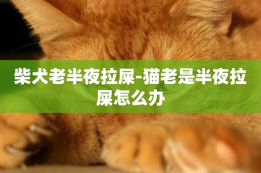柴犬老半夜拉屎-貓老是半夜拉屎怎么辦