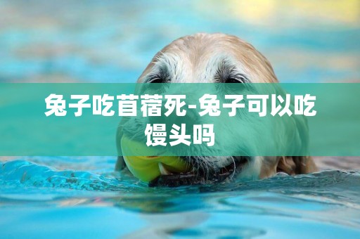 兔子吃苜蓿死-兔子可以吃饅頭嗎