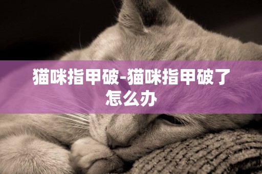 貓咪指甲破-貓咪指甲破了怎么辦