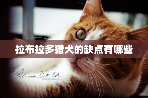 拉布拉多獵犬的缺點有哪些