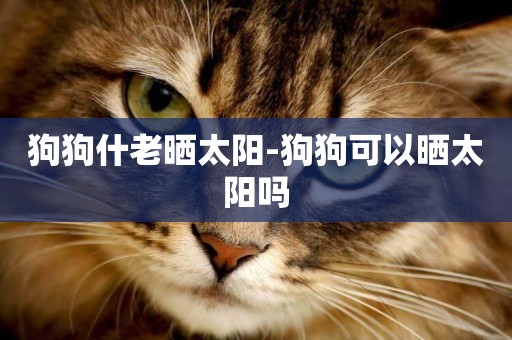 狗狗什老曬太陽-狗狗可以曬太陽嗎