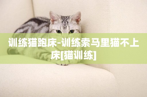 訓練貓跑床-訓練索馬里貓不上床[貓訓練]