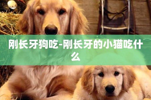 剛長牙狗吃-剛長牙的小貓吃什么