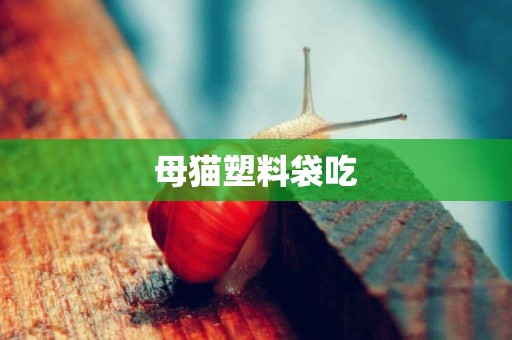 母貓塑料袋吃