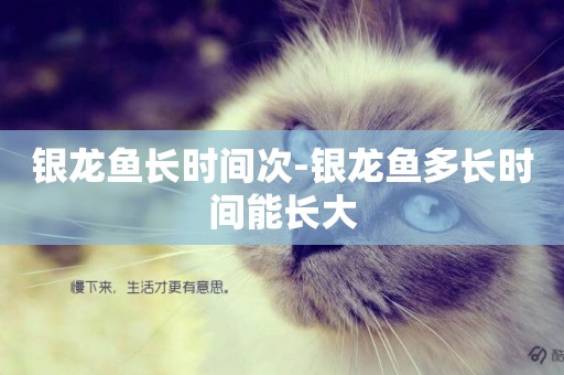 銀龍魚長時間次-銀龍魚多長時間能長大