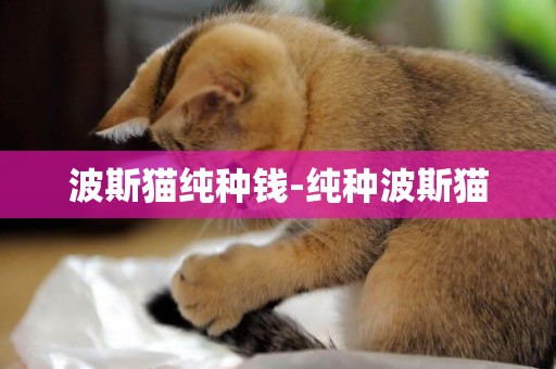波斯貓純種錢-純種波斯貓