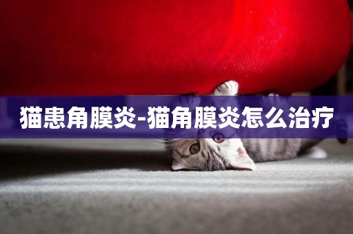 貓患角膜炎-貓角膜炎怎么治療