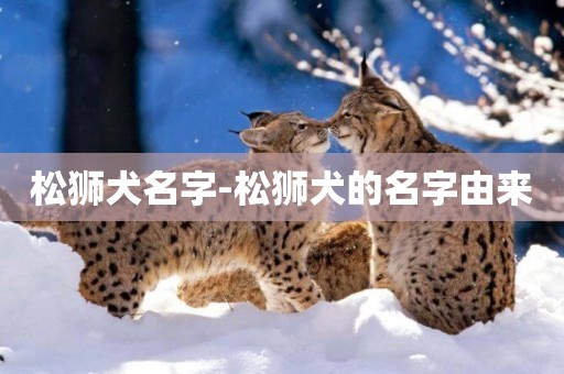 松獅犬名字-松獅犬的名字由來