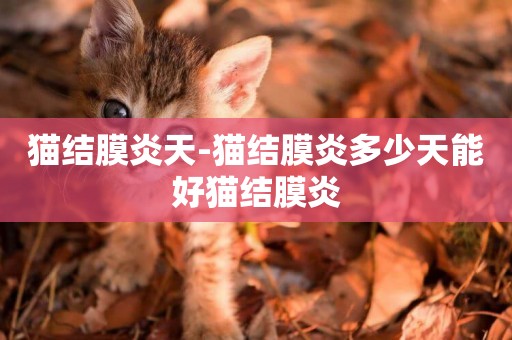 貓結膜炎天-貓結膜炎多少天能好貓結膜炎