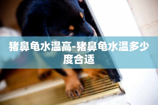 豬鼻龜水溫高-豬鼻龜水溫多少度合適