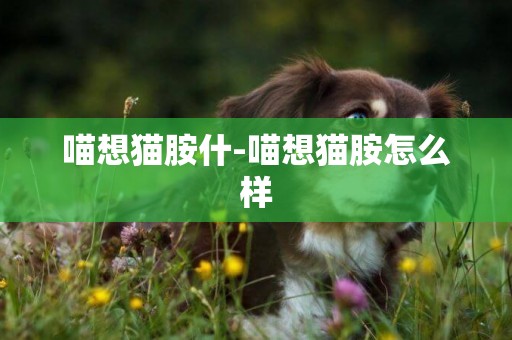 喵想貓胺什-喵想貓胺怎么樣