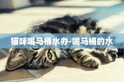貓咪喝馬桶水辦-喝馬桶的水