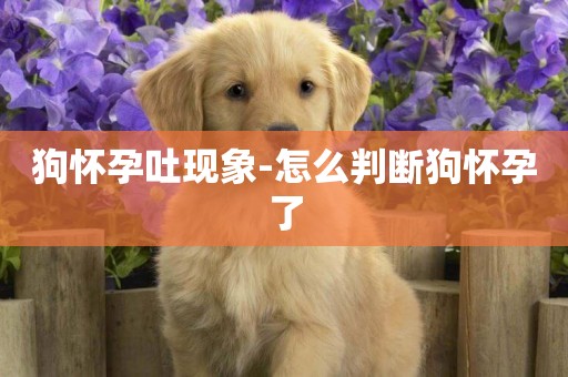 狗懷孕吐現象-怎么判斷狗懷孕了