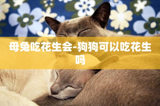 母兔吃花生會-狗狗可以吃花生嗎