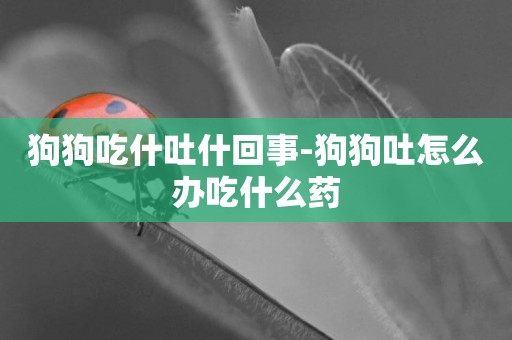 狗狗吃什吐什回事-狗狗吐怎么辦吃什么藥