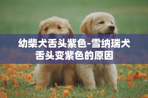 幼柴犬舌頭紫色-雪納瑞犬舌頭變紫色的原因