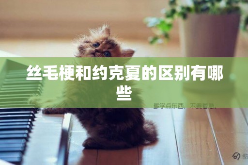 絲毛梗和約克夏的區別有哪些