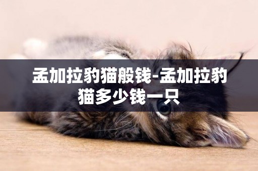 孟加拉豹貓般錢-孟加拉豹貓多少錢一只