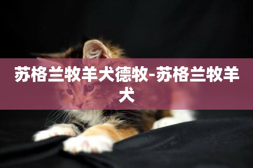 蘇格蘭牧羊犬德牧-蘇格蘭牧羊犬