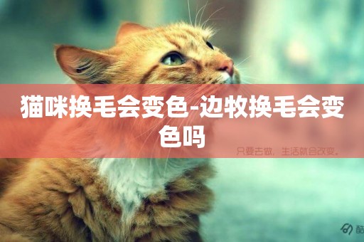 貓咪換毛會變色-邊牧換毛會變色嗎