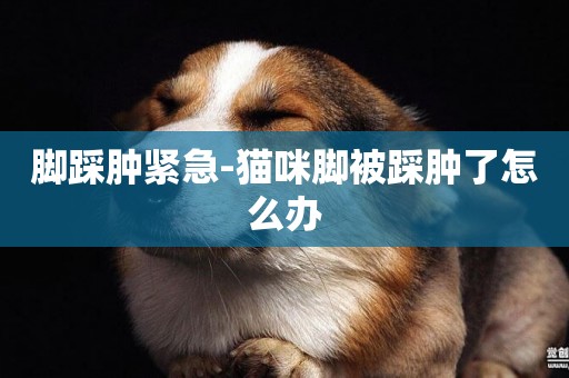 腳踩腫緊急-貓咪腳被踩腫了怎么辦