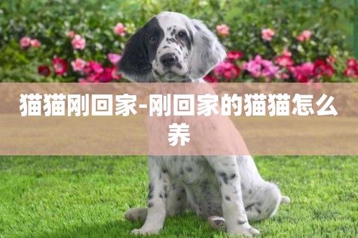 貓貓剛回家-剛回家的貓貓怎么養