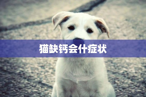 貓缺鈣會什癥狀