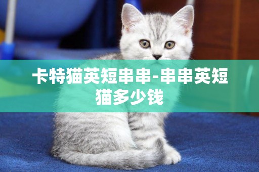 卡特貓英短串串-串串英短貓多少錢