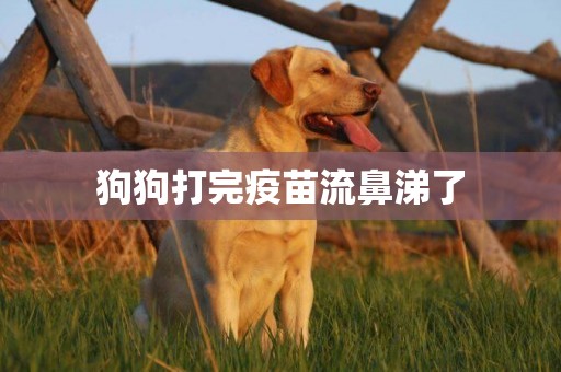 狗狗打完疫苗流鼻涕了