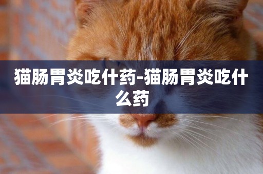 貓腸胃炎吃什藥-貓腸胃炎吃什么藥
