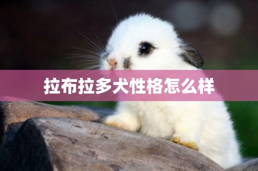 拉布拉多犬性格怎么樣