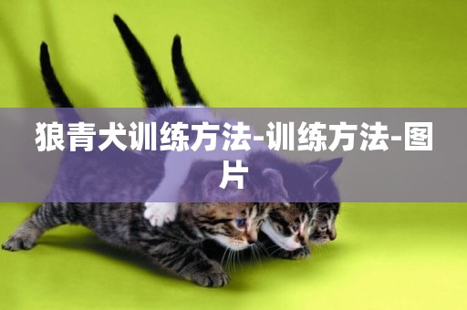 狼青犬訓練方法-訓練方法-圖片