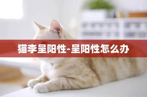 貓李呈陽性-呈陽性怎么辦