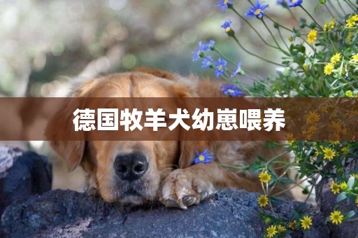 德國牧羊犬幼崽喂養