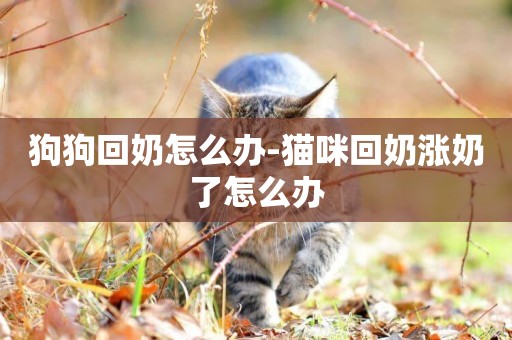 狗狗回奶怎么辦-貓咪回奶漲奶了怎么辦