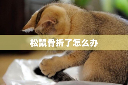 松鼠骨折了怎么辦