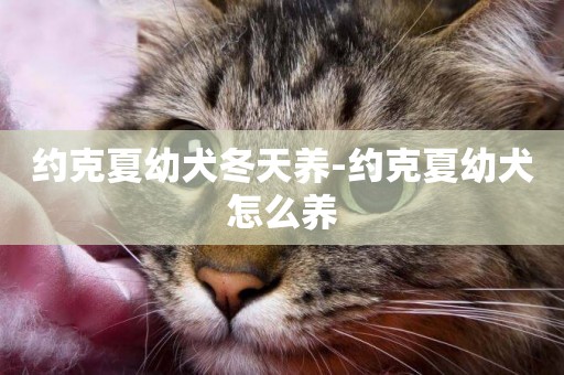 約克夏幼犬冬天養-約克夏幼犬怎么養