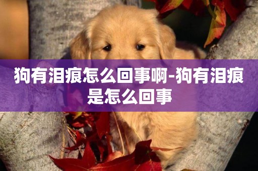 狗有淚痕怎么回事啊-狗有淚痕是怎么回事