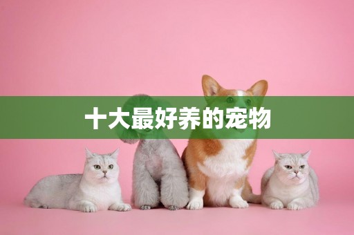 十大最好養的寵物