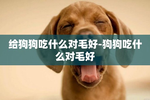 給狗狗吃什么對毛好-狗狗吃什么對毛好