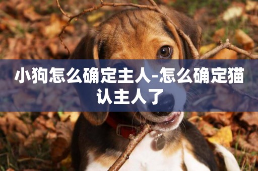 小狗怎么確定主人-怎么確定貓認主人了